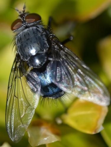 Calliphora vicina